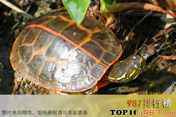 十大最好养的乌龟之南部锦龟