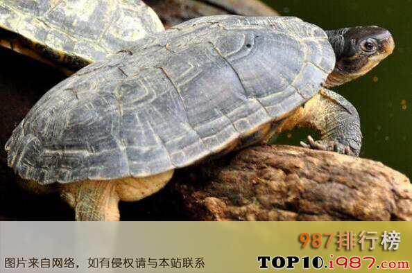 十大最好养的乌龟之黄喉拟水龟
