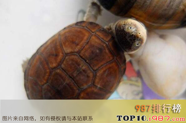 十大最好养的乌龟之西非侧颈龟