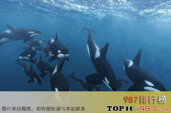 十大最团结的动物之虎鲸