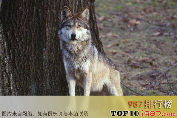 十大最团结的动物之狼