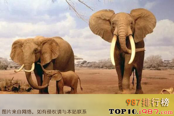 十大最团结的动物之非洲象