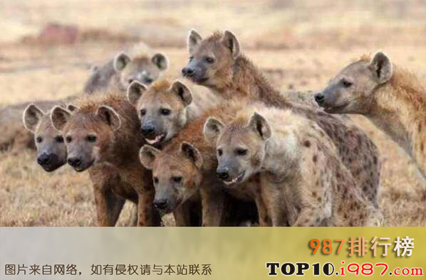 十大最团结的动物之鬣狗