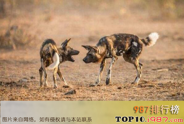 十大最团结的动物之非洲野犬