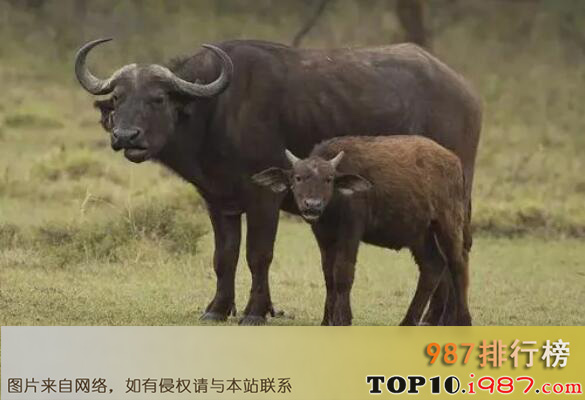 十大最团结的动物之非洲野水牛