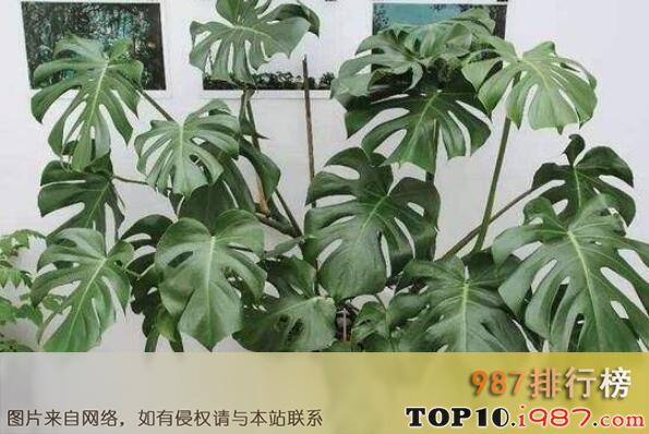 十大净化空气植物之龟背竹