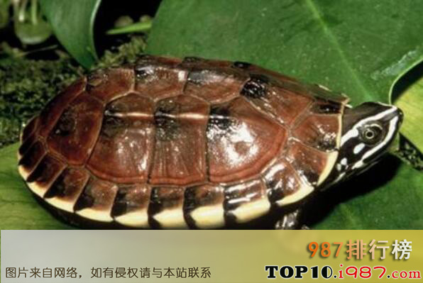 十大最难养乌龟之马来食螺龟