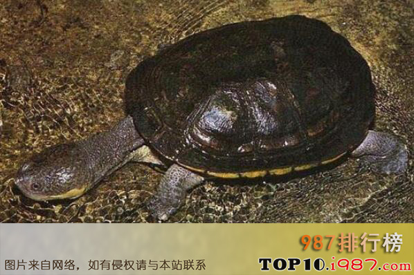 十大最难养乌龟之蛇颈龟