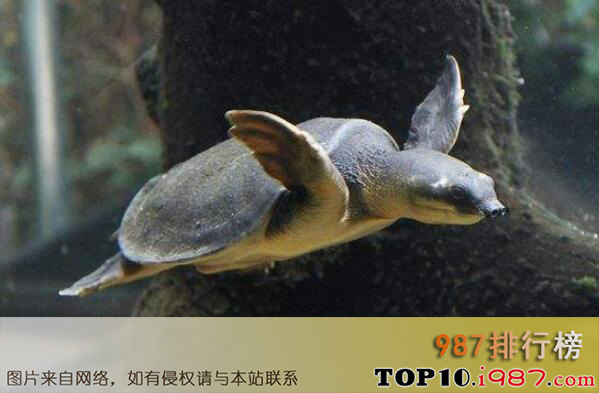 十大最难养乌龟之猪鼻龟