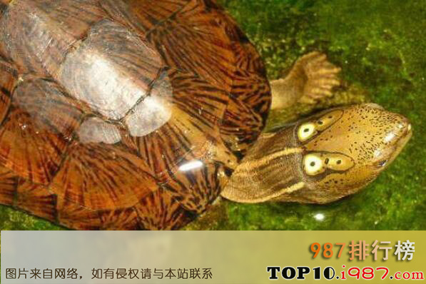 十大最难养乌龟之四眼斑水龟