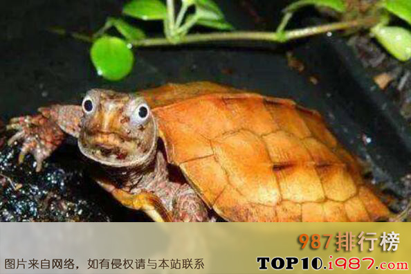 十大最难养乌龟之锯缘龟