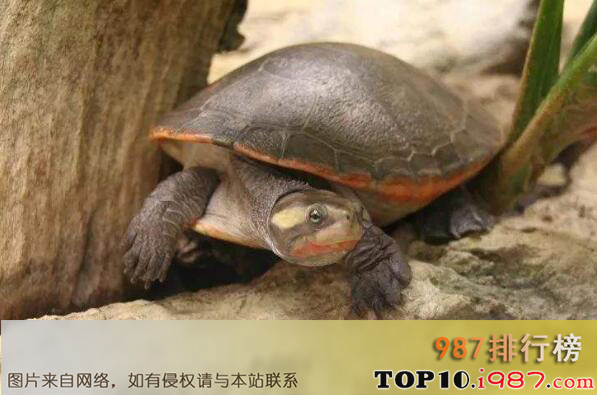 十大最难养乌龟之圆澳龟