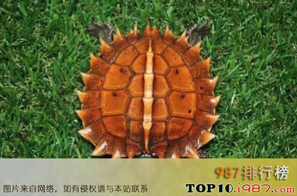 十大最难养乌龟之刺山龟
