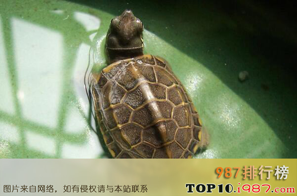 十大便宜好养的宠物龟之中华草龟