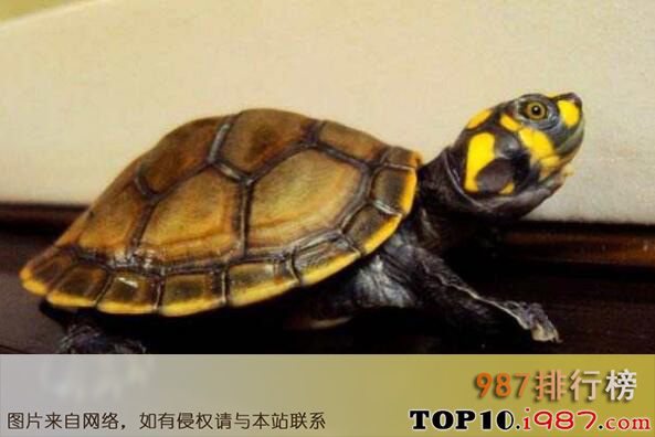 十大便宜好养的宠物龟之黄头侧颈龟