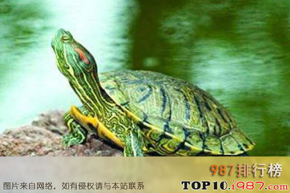 十大便宜好养的宠物龟之巴西红耳龟