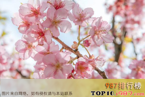 十大世界上最美好的花语之樱花