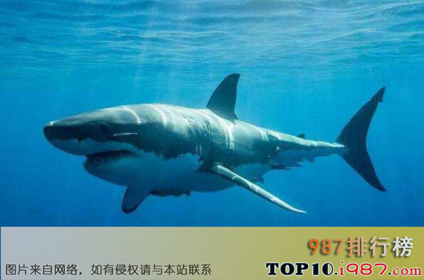 世界十大真正危险动物之大白鲨
