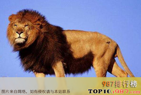 世界十大真正危险动物之非洲狮