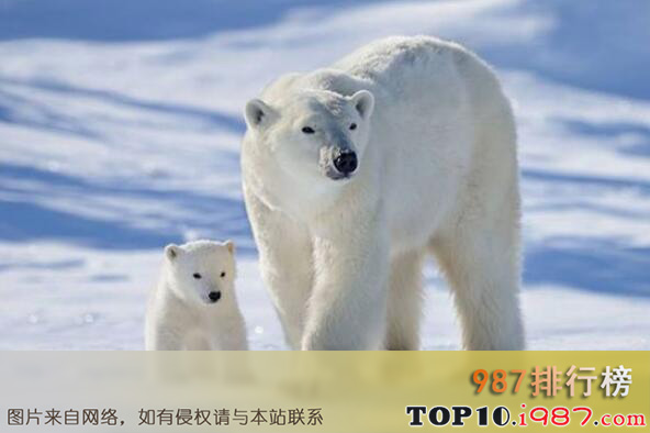 世界十大真正危险动物之北极熊