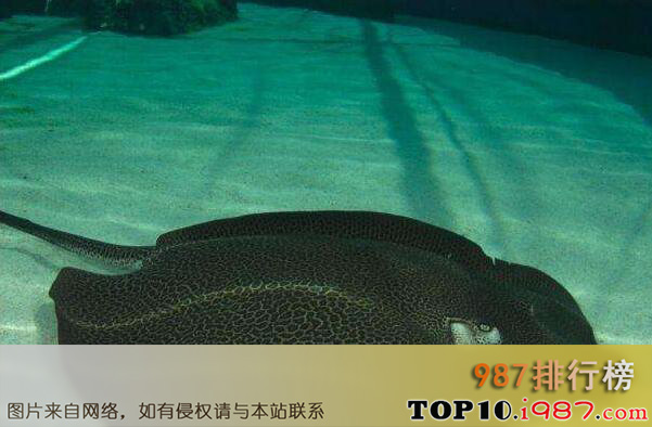 十大史前海洋巨兽之巨型黄貂鱼