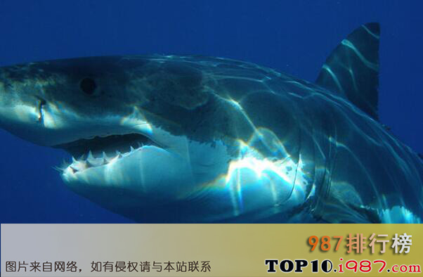 十大史上海洋最强生物之大白鲨