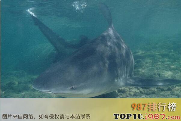 十大史上海洋最强生物之公牛鲨