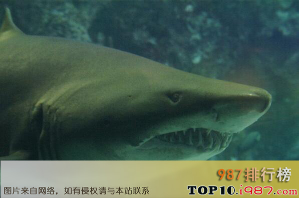 十大史上海洋最强生物之虎鲨