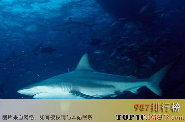 史上十大海洋最强生物之远洋白鳍鲨