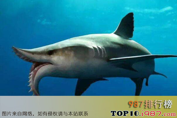 十大远古巨鲨之剪齿鲨