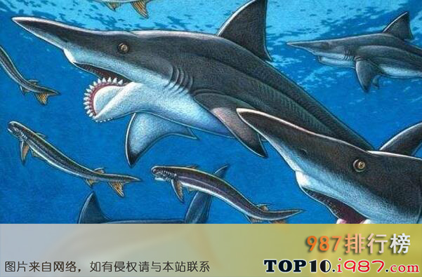 十大远古巨鲨之螺纹齿鲨