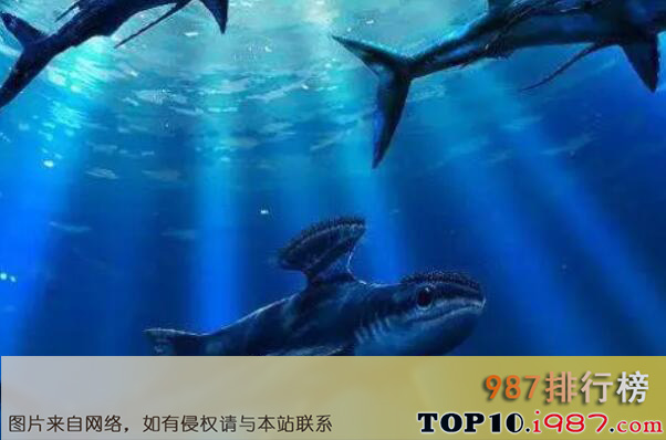 十大远古巨鲨之胸脊鲨
