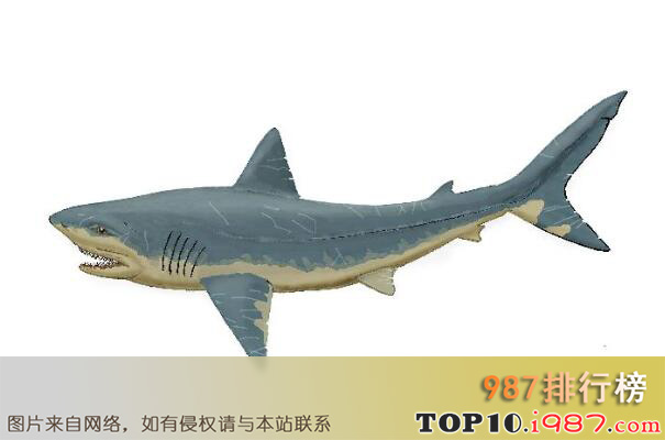 十大远古巨鲨之丘布特凯克鲨
