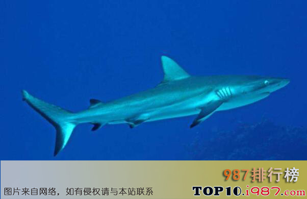 十大远古巨鲨之钝吻鲨