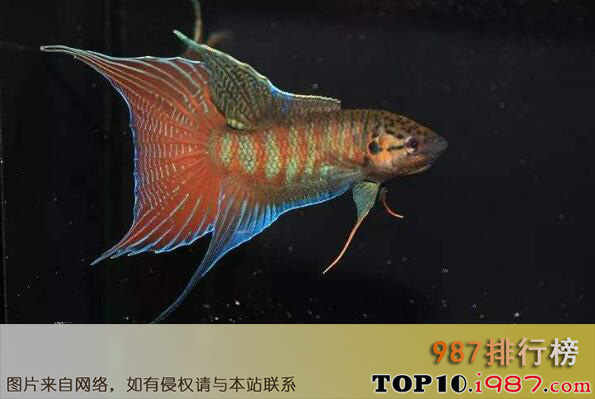 十大养不死的观赏鱼冷水鱼之中国斗鱼