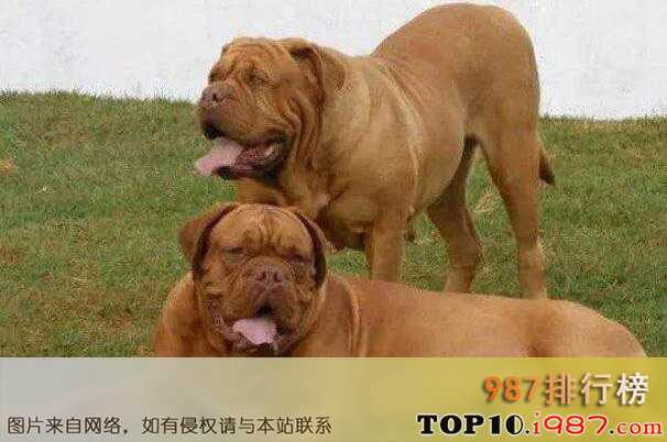 十大世界最大的狗之马士提夫獒犬