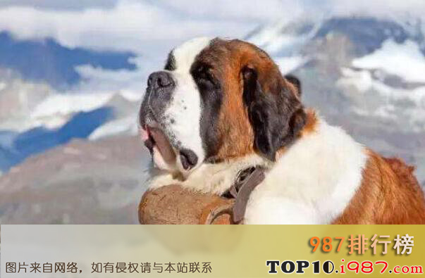 十大世界最大的狗之圣伯纳犬