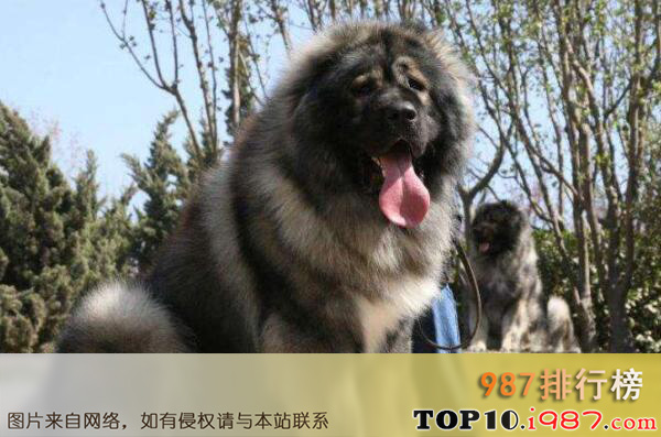世界最大的狗十大排名之高加索犬