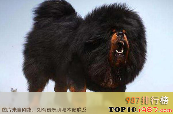 世界最大的狗十大排名之藏獒