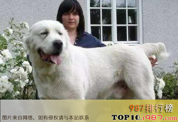 世界最大的狗十大排名之中亚牧羊犬