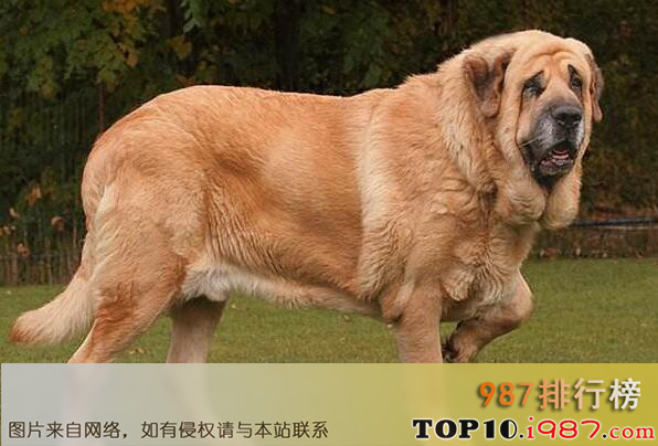 十大世界最大的狗之比利牛斯獒犬