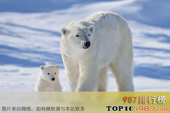 陆地上最厉害十大动物之北极熊