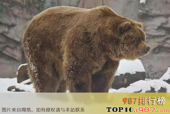 十大陆地上最厉害动物之科迪亚克岛棕熊