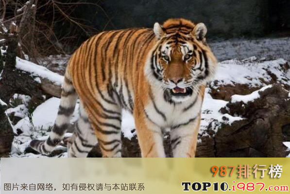 十大陆地上最厉害动物之东北虎
