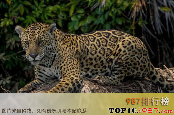 十大陆地上最厉害动物之美洲豹