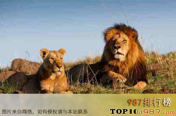 陆地上最厉害十大动物之非洲狮