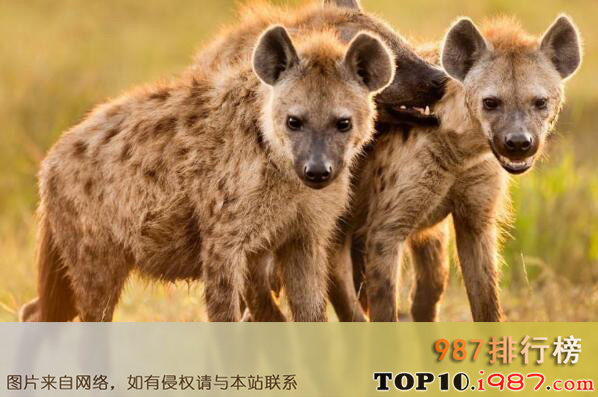 十大陆地上最厉害动物之斑鬣狗