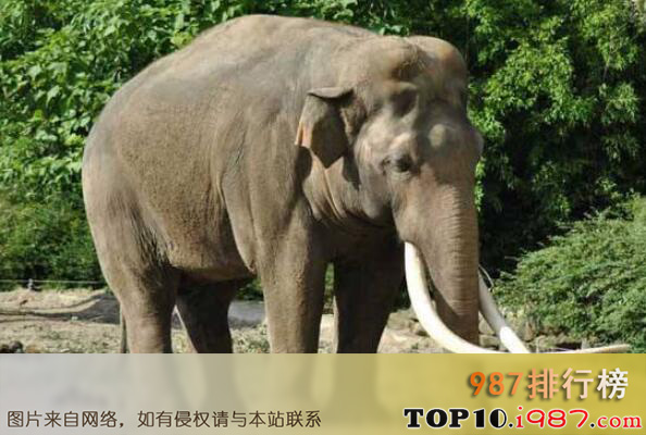 十大陆地上最厉害动物之亚洲象