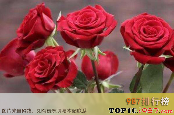 十大浪漫花语之玫瑰