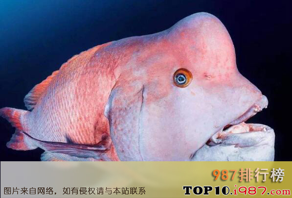 十大世界最丑动物之亚洲羊头鱼